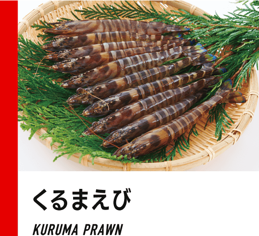 くるまえび