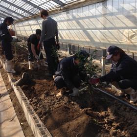ミカンの苗木植え付け ミカンの苗木植え付け