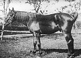 フランスから輸入した種雄馬(アングロノルマン種)の写真