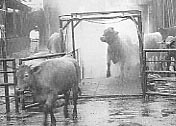 草地畜産高等研修所で開発したダニ駆除施設(昭和61年)の写真