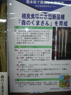 展示(森のくまさん)の写真