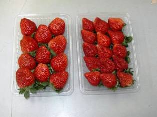 果実の比較(左:ひのしずく、右:とよのか) 果実の比較(左:ひのしずく、右:とよのか)