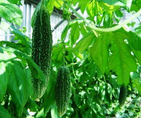 熊研BP1号の着果状況の写真 熊研BP1号の着果状況の写真
