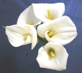 熊本FC01の花 熊本FC01の花