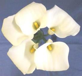 熊本FC02の花 熊本FC02の花