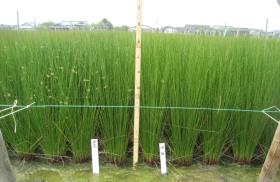 涼風株 涼風株