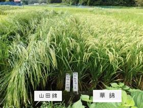 hananishiki 華錦の登熟期の草姿 (左)山田錦 (右)華錦の画像