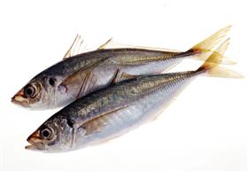 あじ - Aji - あじ - Aji -