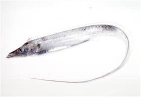 たちうお - Tachiuo - たちうお - Tachiuo -