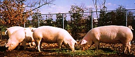 豚「ヒゴサカエ301」の写真 豚「ヒゴサカエ301」の写真