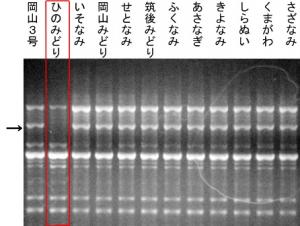 いぐさDNA識別技術に関する写真 いぐさDNA識別技術に関する写真