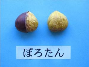 クリ「ぽろたん」の写真 クリ「ぽろたん」の写真