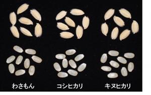 わさもんの比較写真 わさもんの比較写真