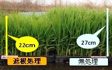 遮根1 遮根1
