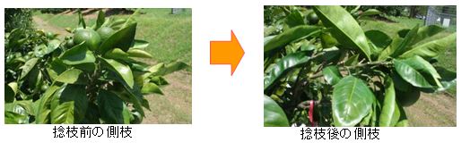 捻枝画像 捻枝画像