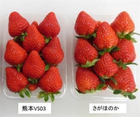 vs03 促成イチゴ品種「熊本VS03」(愛称「ゆうべに」)の育成の画像