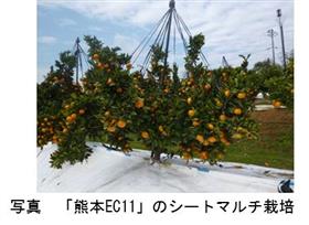 熊本県育成の温州ミカン「熊本EC11」はシートマルチ栽培により高品質な果実が生産できる(1)