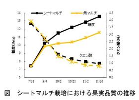熊本県育成の温州ミカン「熊本EC11」はシートマルチ栽培により高品質な果実が生産できる(2)