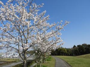 桜１