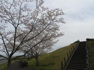 桜５