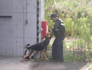 爆発物捜索　警察犬