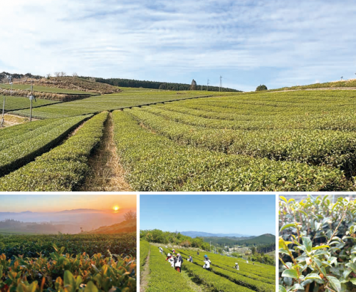 実生在来種が残る石飛集落の和紅茶畑