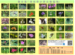 熊本県指定希少野生動植物 リーフレット