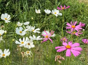 コスモス